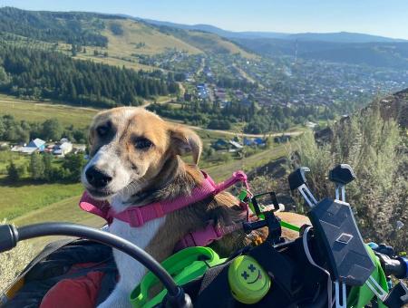 Собака – путешественница преодолела путь из Казахстана в Санкт-Петербург